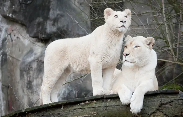 Cat, family, pair, lioness, lion, white lion