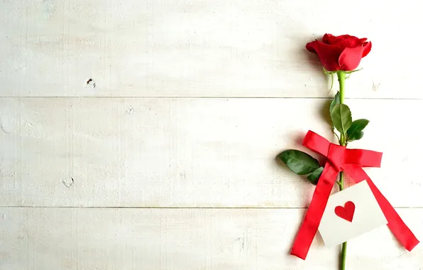 Love, romance, tape, red, love, rose, red rose, bow