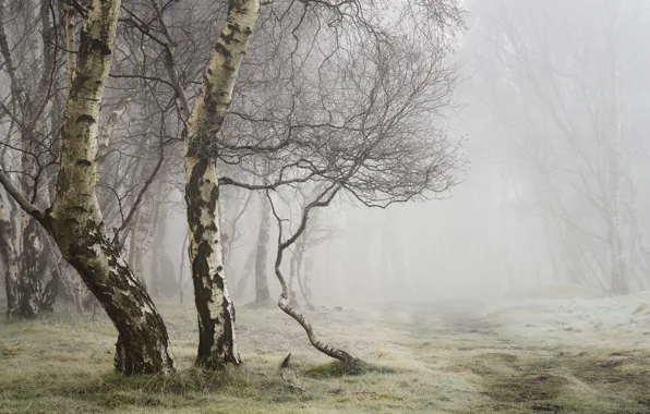 Picture summer, fog, birch