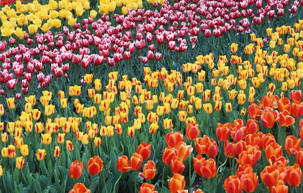 Picture field, flowers, tulips