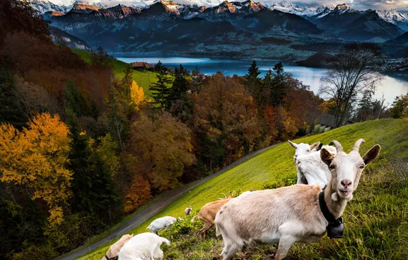 Autumn, forest, mountains, goat, goats, goat