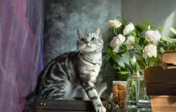 Cat, cat, look, flowers, pose, books, bouquet, cookies