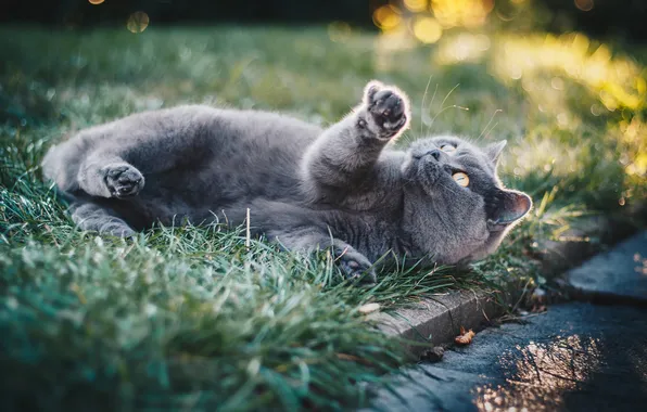 Cat, grass, cat, look, light, pose, grey, lawn