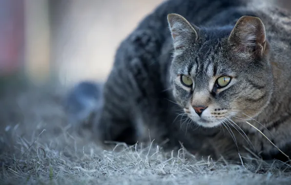 Picture cat, cat, look, grey, background, striped