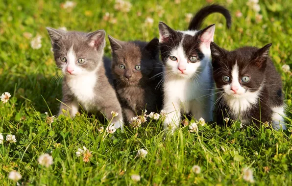 Grass, eyes, kittens, kids