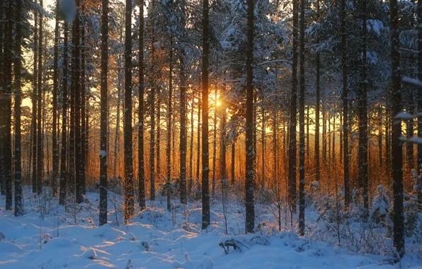 Winter, forest, grass, snow, trees, sunset, dry