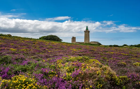 Field, the sky, clouds, flowers, blue, shore, lighthouse, slope