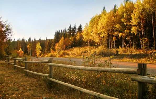 Picture road, autumn, forest, the fence