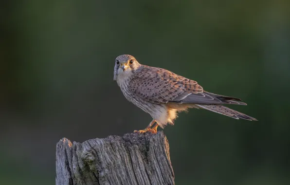 Bird, stump, predator, female, Kestrel