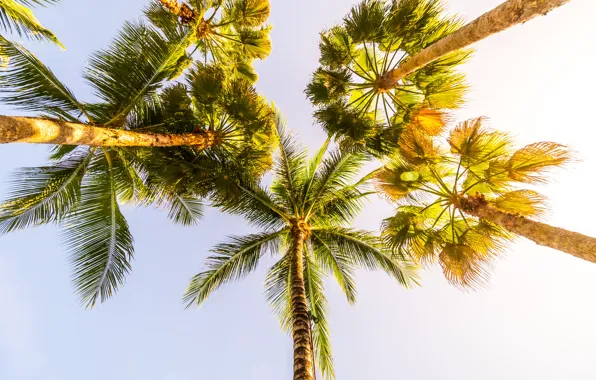 Beach, summer, the sky, the sun, palm trees, summer, beach, beautiful