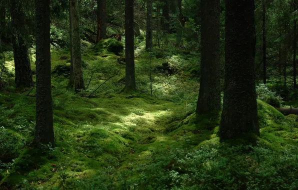Forest, trees, nature, moss, Sweden, Sweden