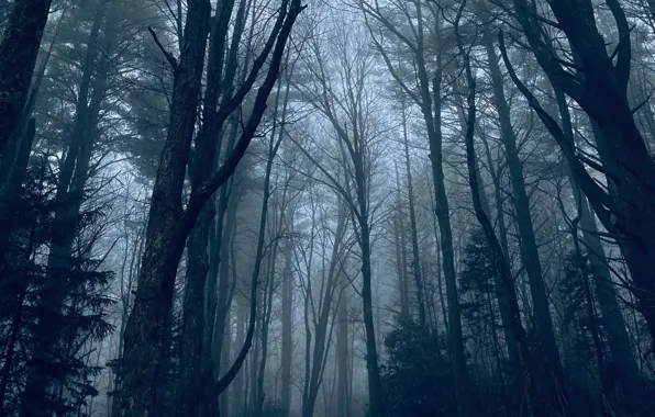 Picture forest, trees, nature, fog