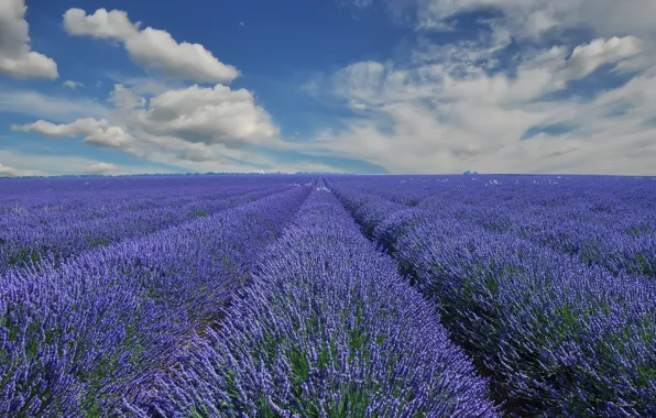 Field, clouds, France, France, lavender, Provence, Provence