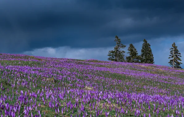 Trees, flowers, spring, meadow, crocuses, buds, Slovenia