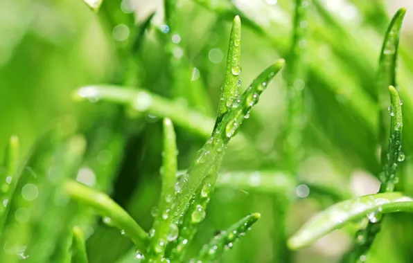 Picture greens, grass, leaves, drops, macro, Rosa, blur