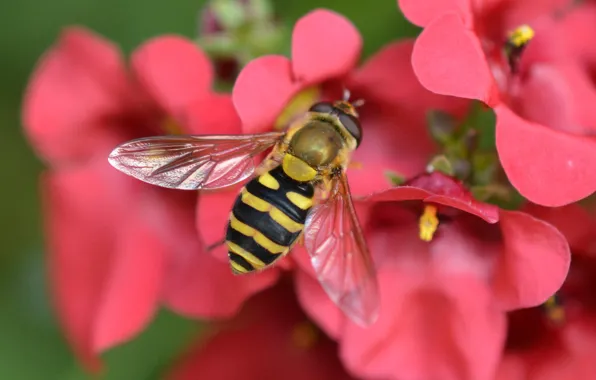 Macro, flowers, insect, Gorzalka, Diascia