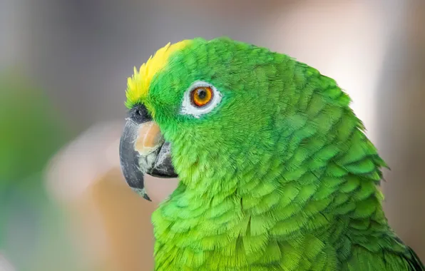 Close-up, background, bird, feathers, beak, parrot, green, bokeh