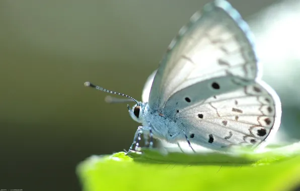 Picture white, summer, green, butterfly