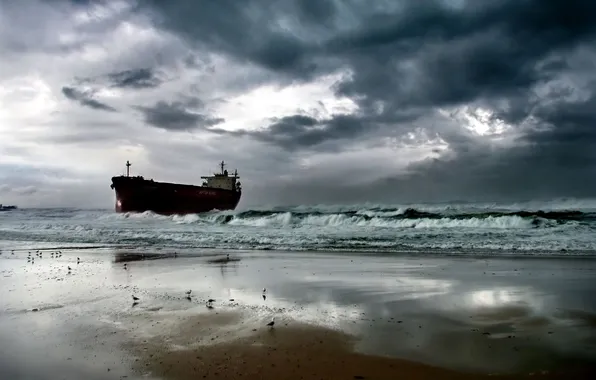 Picture sand, water, birds, shore, the ship