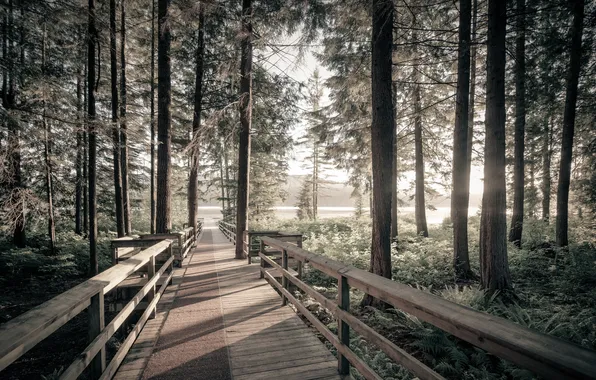 Picture forest, bridge, nature