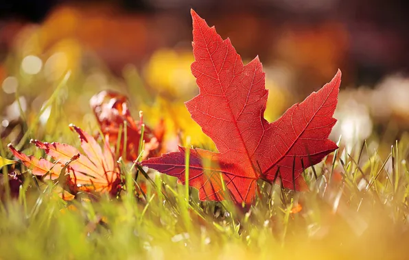 Autumn, leaves, nature