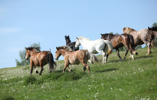Picture field, grass, horses, horse, the herd