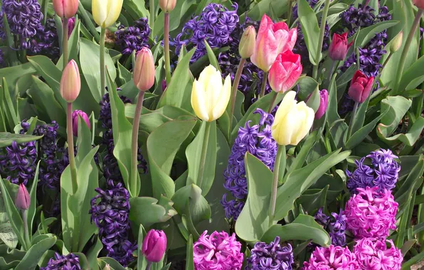Picture tulips, buds, hyacinths