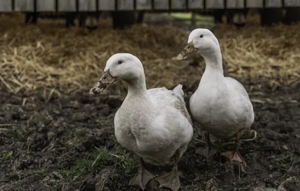 Birds, yard, geese