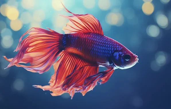 Sea, water, nature, aquarium, fish, fish, underwater world, fighting fish