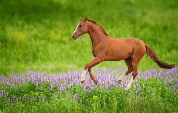 Picture greens, field, summer, flowers, horse, glade, horse, walk