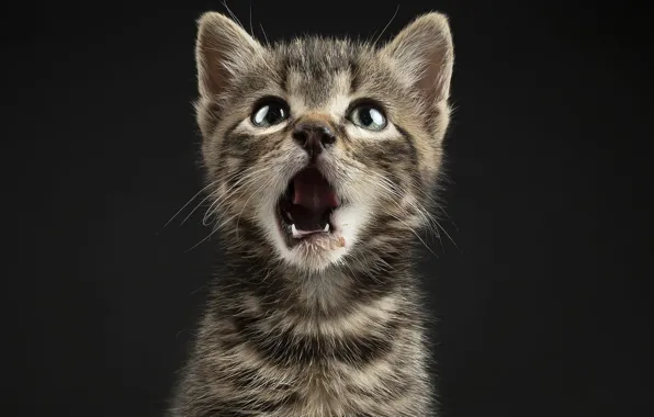 Language, cat, look, the dark background, kitty, grey, portrait, mouth