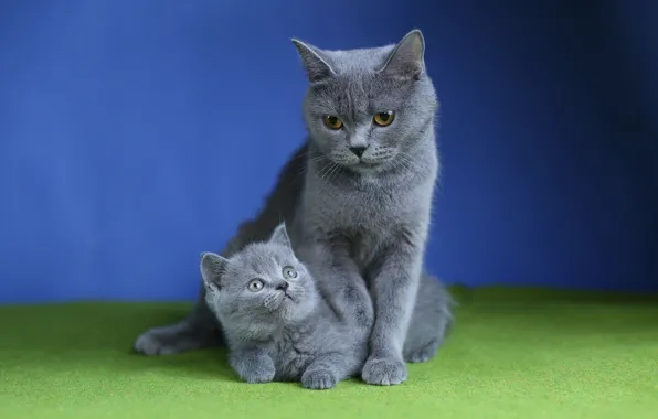 Cat, background, kitty, mom, British, mother