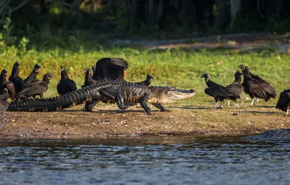 Water, light, birds, nature, river, background, shore, predator