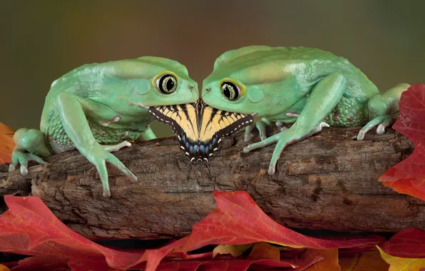 Picture Butterfly, Frogs, Pair, Food, Amphibians