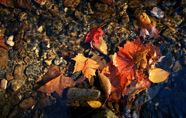 Autumn, macro, red leaves water