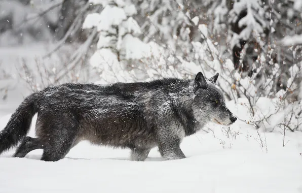 Nature, face, animal, wolf, wildlife, head, fur, mammal