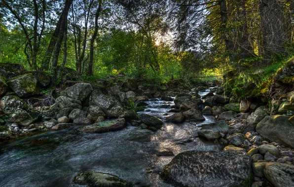 Picture forest, trees, stones, Norway, river, Norway