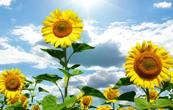Picture summer, the sky, the sun, clouds, sunflowers, flowers, nature