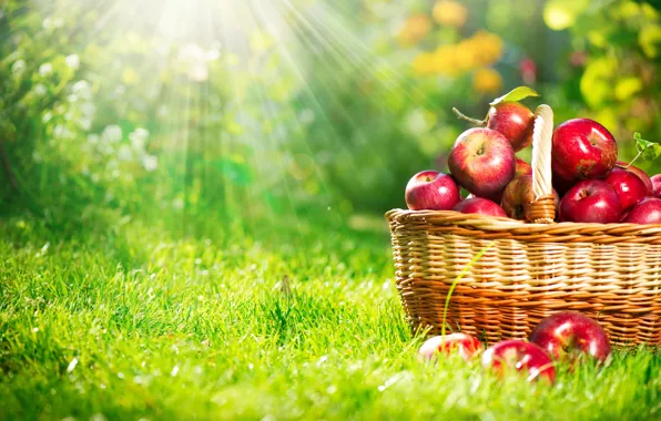 Nature, basket, apples, weed, the sun's rays