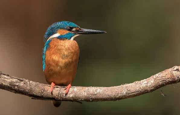Bird, branch, kingfisher, alcedo atthis, common Kingfisher
