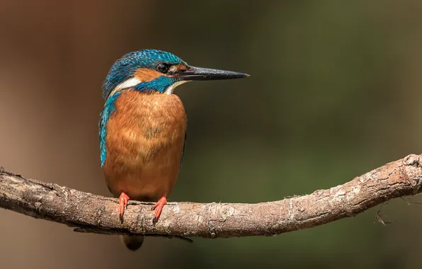 Picture bird, branch, kingfisher, alcedo atthis, common Kingfisher