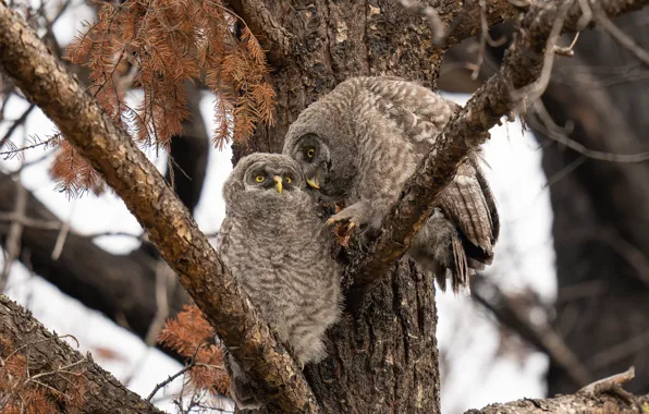 Birds, branches, pose, tree, owl, owls, a couple, needles