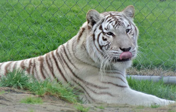 Picture white, look, tiger
