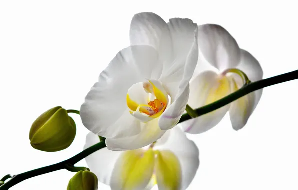 Flowers, petals, Orchid