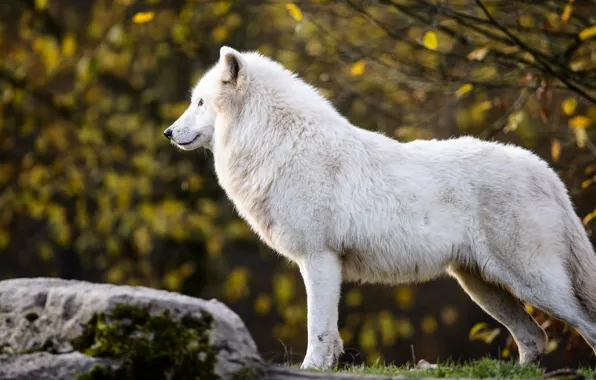 Autumn, white, leaves, branches, nature, stone, wolf, profile