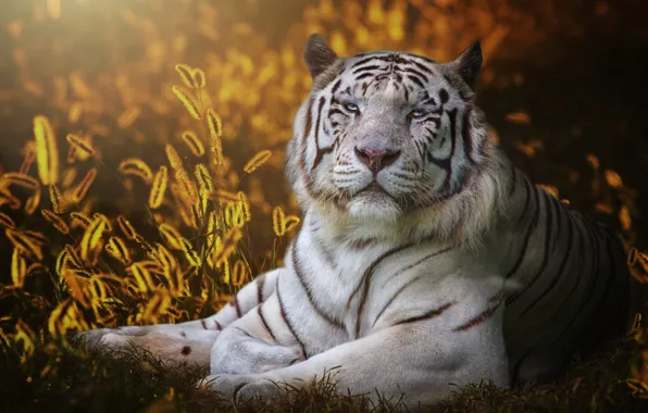 Picture white, look, face, light, nature, tiger, portrait, spikelets