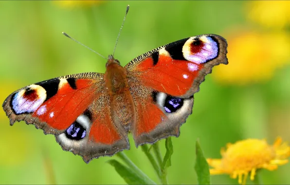 Picture Wallpaper, butterfly, insect, nature, wallpapers, fly, animal