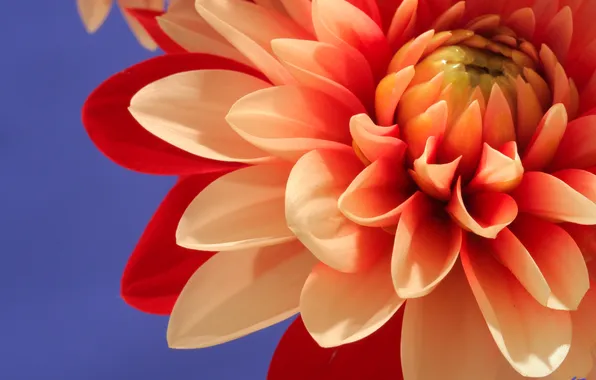 Flowers, nature, petals