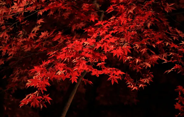 Autumn, leaves, trees, maple, the crimson