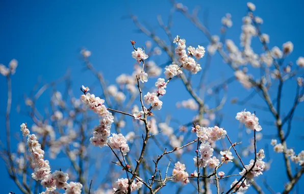The sky, trees, flowers, branches, spring, fruit